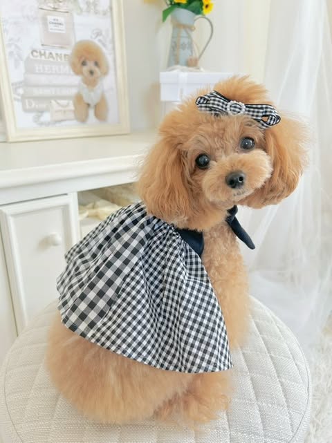 Prie×Puu Closet