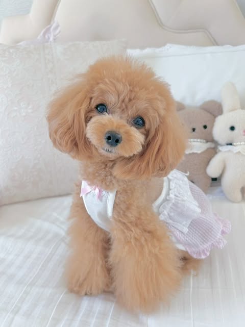 Prie×Puu Closet