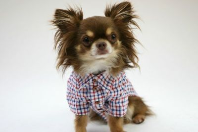 小型犬服型紙 シンプル半袖シャツ 犬服通販のドッグピース