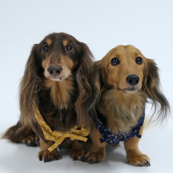 半纏と犬服 楽天市場】犬 半纏の通販