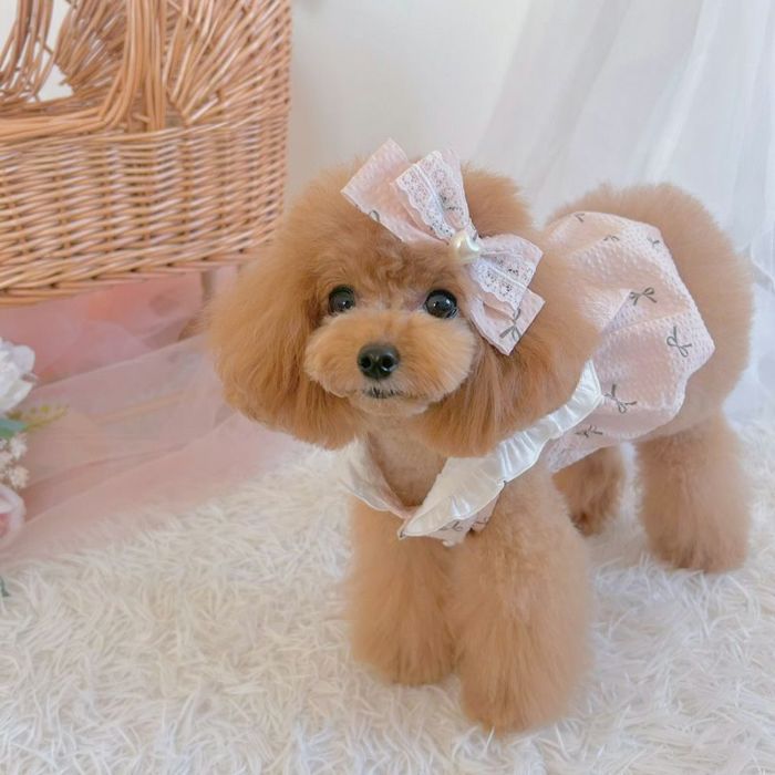 Prie × Puu Closet.] セーラーカラー・リボンバルーンワンピース | 犬