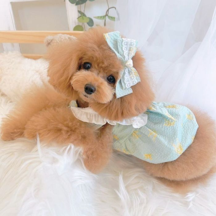 ♥︎︎完成品S♥︎︎ ハンドメイド犬服 メルヘンうさぎ フリル バルーンワンピース Prie × Puu Closet.] セーラーカラー・リボンバルーンワンピース